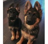 Pure German Shepherd Werklein puppies for sale