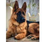 German dog for sale - imported genuine German Shepherd - dog
