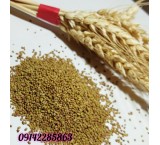 Import and export of alfalfa and fodder seeds