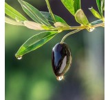 Olive seedling