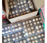 Selling edible quail eggs