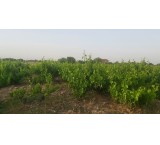 Drop vineyard