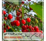 Local cherry seedlings