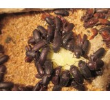 Sale of mailworm cockroach breeder