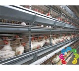 Manbari design laying hen cages for sale