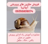 Achatina snail