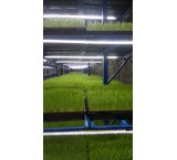 کشت علوفه هیدروپونیک