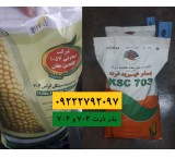 703 and 704 corn seeds