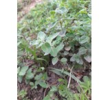 Wholesale sale of bulghur mint