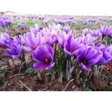 Truffle mushroom production