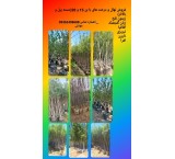 Nursery of fruit and ornamental trees of 15, 20 and Tehran and Karaj varieties