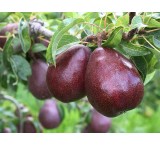 The price of Spadana pear tree, Anjou red pear seedling, Dergazi pear seedling in Nehalino collection