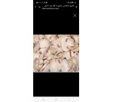 قارچ صدفی و دکمه ای و اسلایس