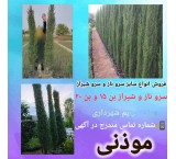 Sale of Shiraz cypress saplings, 15 bales, special penalty
