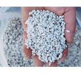 Buying the seeds of button mushrooms, oysters and king oysters of Kermanshah