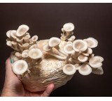 Sale of button oyster mushroom seeds of Fars Province