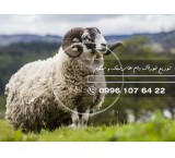 نهاده های دامی مزرئی