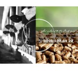 خوراک دام مزرئی