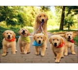 فروش توله گلدن رتریور