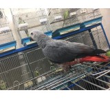 طوطیسان زینتی