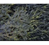 داروی گیاهی منحصر به فرد لاغری