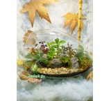 تراریوم شیشه ای دکوری