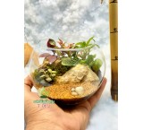 تراریوم شیشه ای دکوری