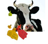 پلاک گوش دام