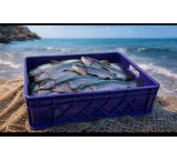 سبد ماهی قزل آلا درجه یک و درجه 2