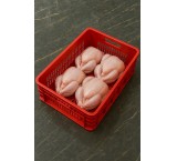 سبد پروتئینی ،سبد 1700گرمی سبد کشتارگاهی سبد یک ردیف مرغ خوابیده