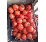 فروش عمده گوجه فرنگی