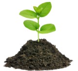 Conservalia Olive Seedling