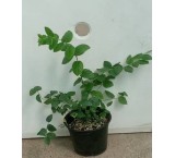 نهال بلوبری