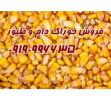 فروش ذرت کنجاله و خوراک دام – مستقیم و بدون واسطه