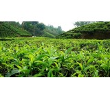 Wholesale Supply and Sale of Gilan Tea