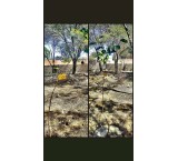 Tree and Seedling Planting - Deceased - Memorial Shrub - Namira