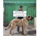 Sarabi Dog . Alabai . Caucasian . Pejdar . Kangal