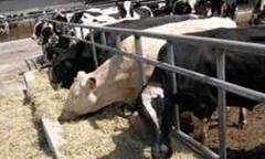 باگاس   و تفاله نیشکرو خوراک دام پایه