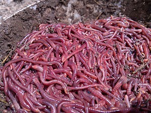 The sale of fertilizer, vermicompost, and worm ایزینیا فتیدا