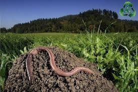 تولید وعرضه کودهای ارگانیک کشاوررزی