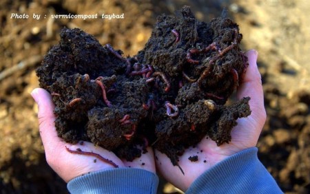 Vermicompost and tea compost, powder, azolla, etc. algae extract