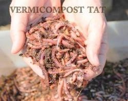 Vermicompost tat