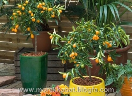 Seedlings of decorative کامکوات