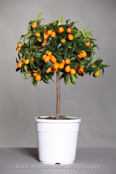 Seedlings of decorative کامکوات