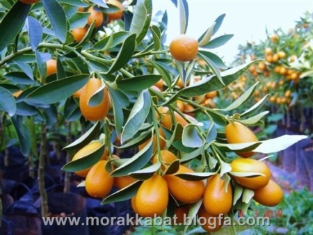 Seedlings of decorative کامکوات