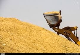 واردات و فروش انواع غلات انسانی و دامی و چوب نراد روسی سایزهای مصرفی ایران و عراق