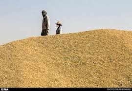 واردات و فروش انواع غلات انسانی و دامی و چوب نراد روسی سایزهای مصرفی ایران و عراق