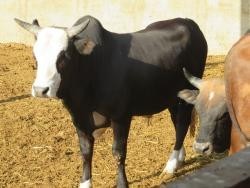 گاو پرواری 250 تا 350 کیلویی