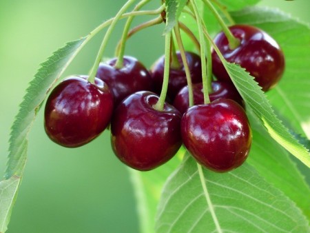 Buy seedlings cherry#sale seedling cherry#nursery cherry#Mashhad