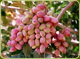 خرید و فروش انواع پسته مغز زعفران